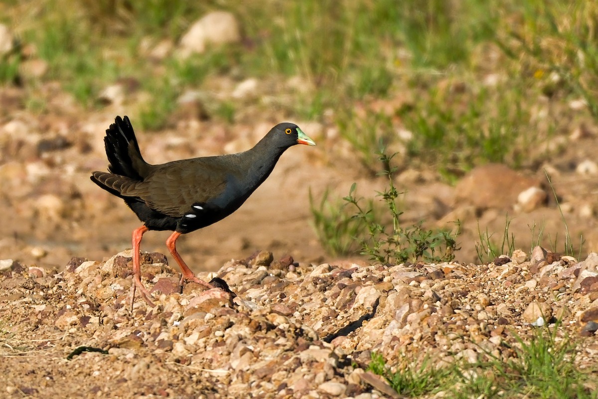 Gallinule aborigène - ML644064272
