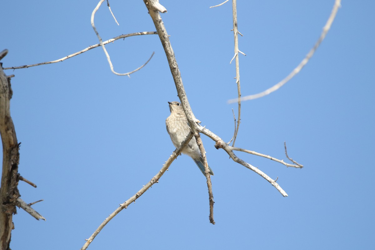 Mountain Bluebird - ML644064291