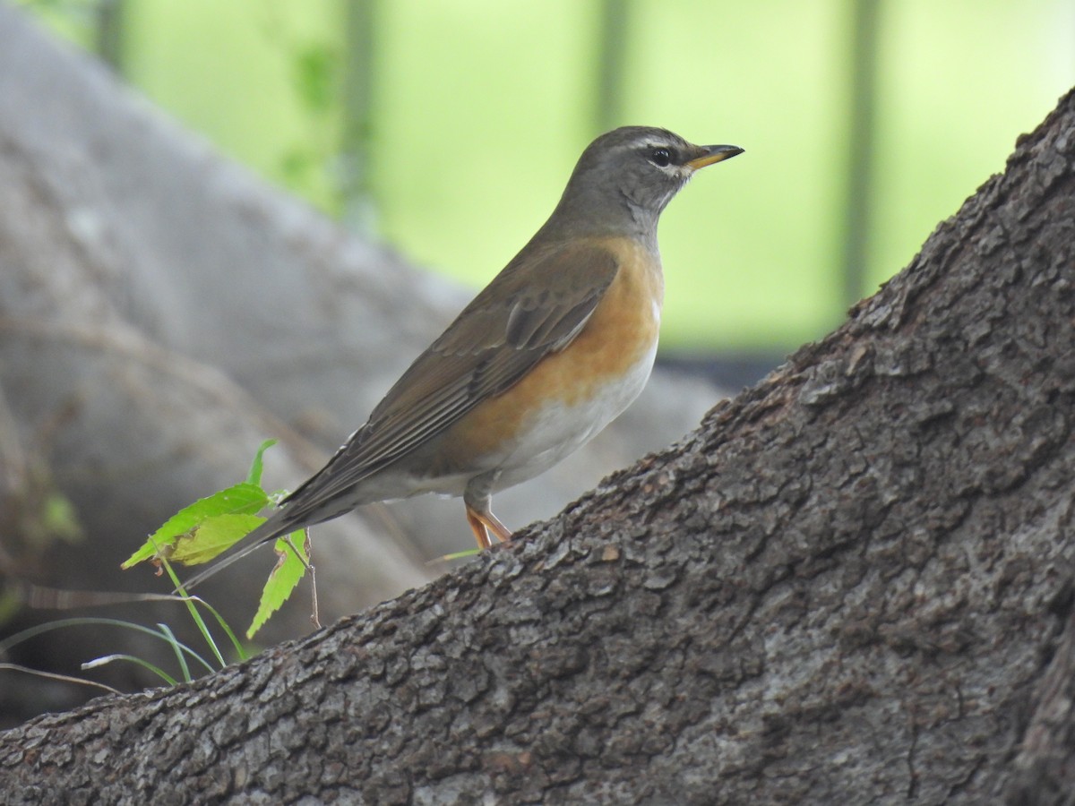 Eyebrowed Thrush - ML644064296