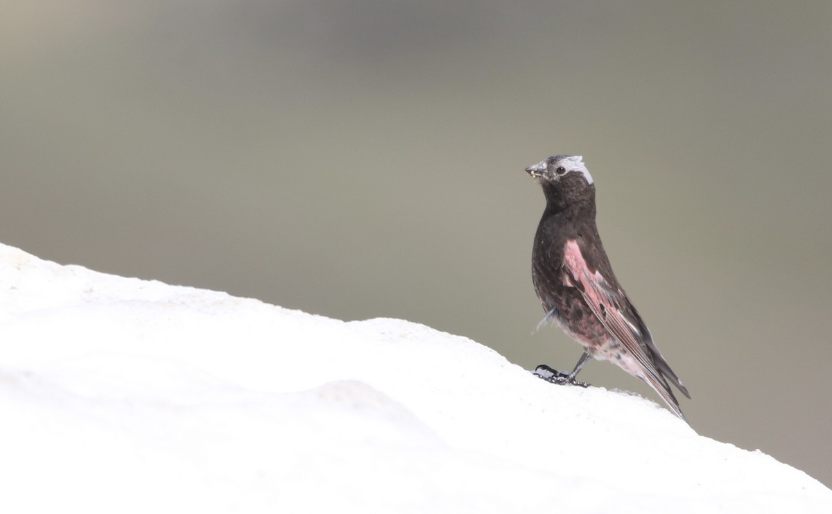 Black Rosy-Finch - ML644064299