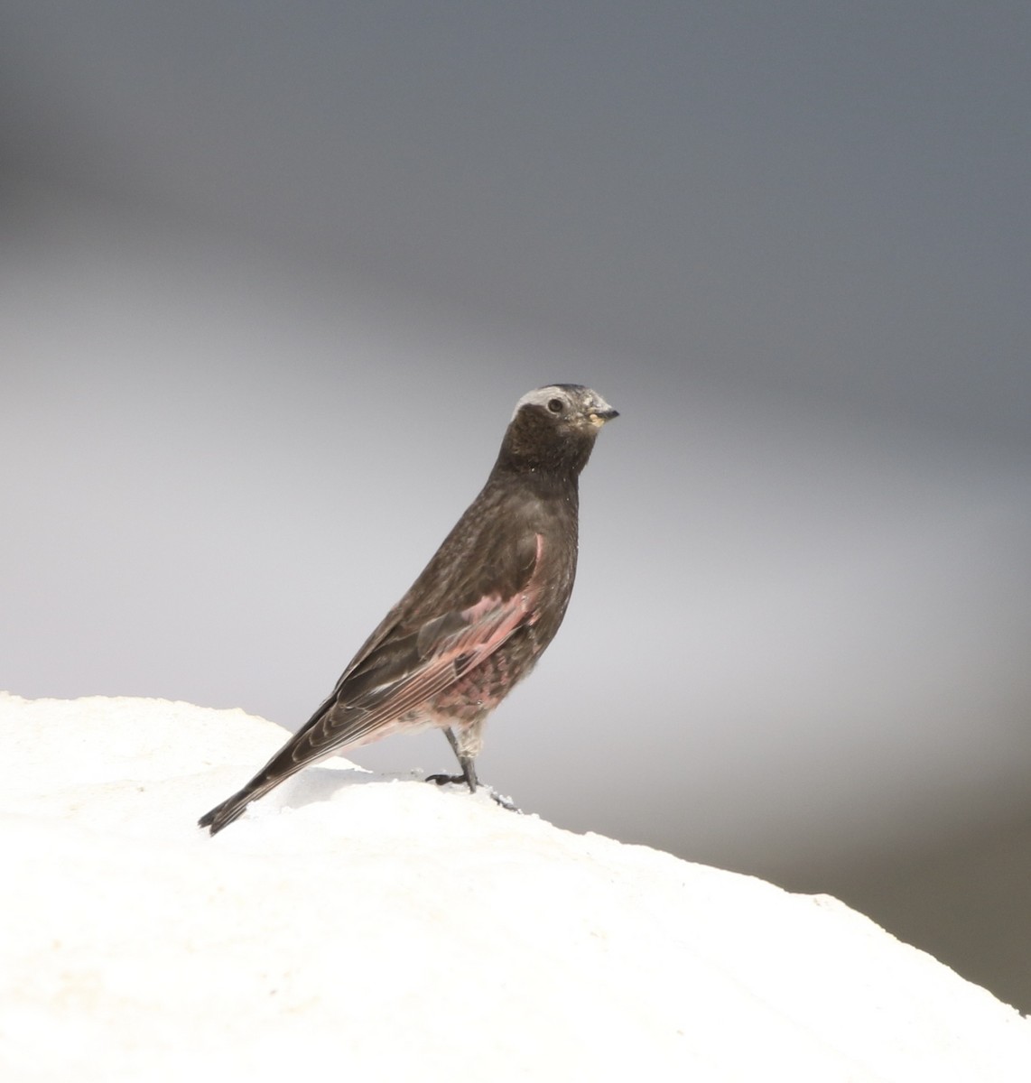 Black Rosy-Finch - ML644064300