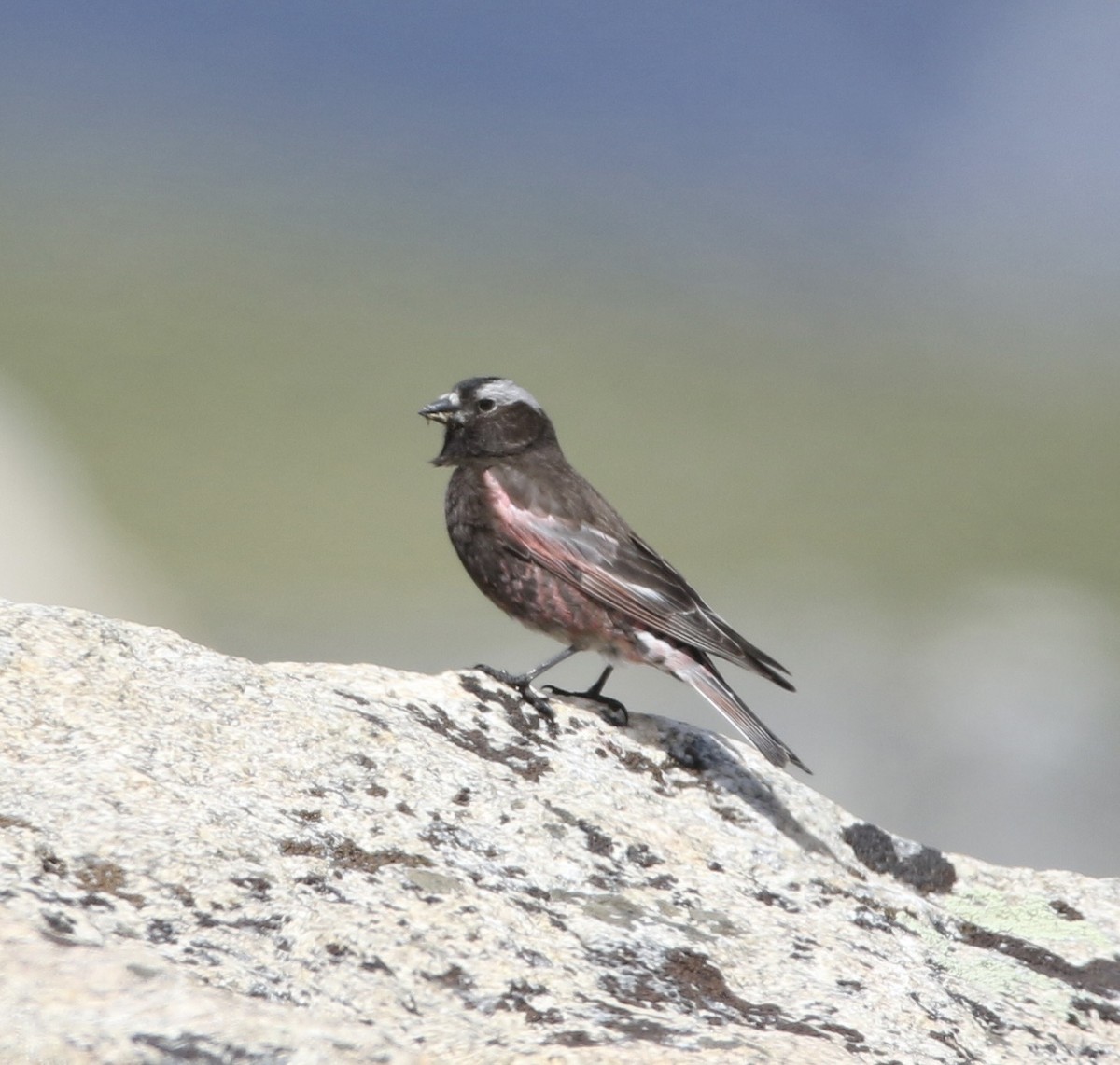 Black Rosy-Finch - ML644064301
