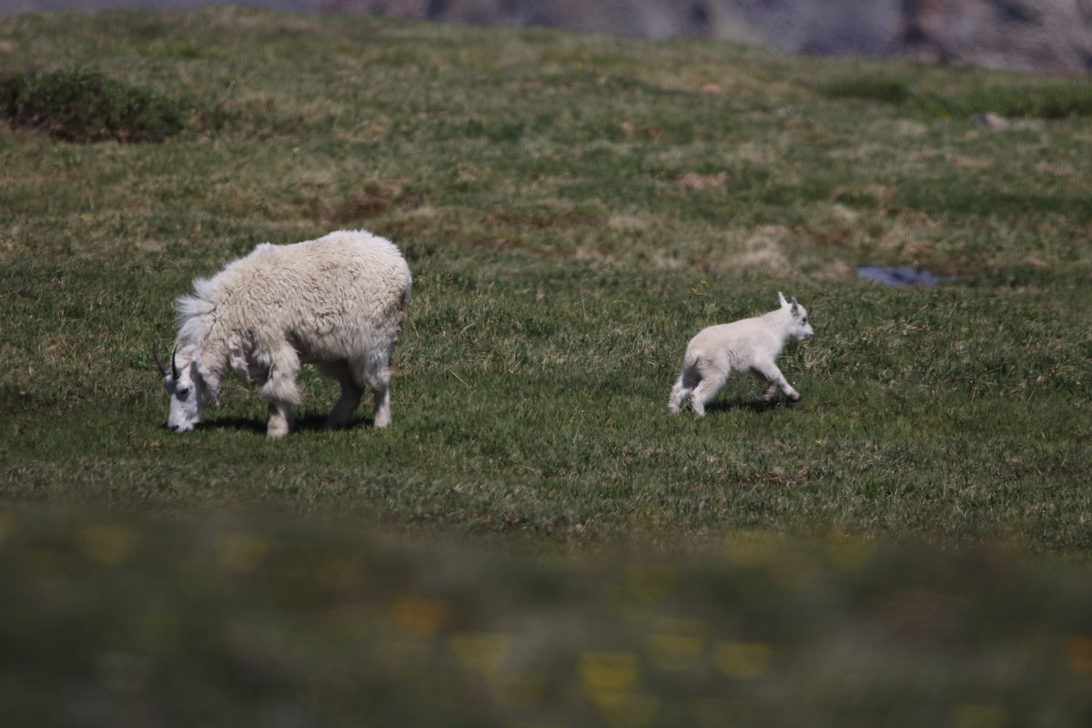 Mountain Goat - ML644064306