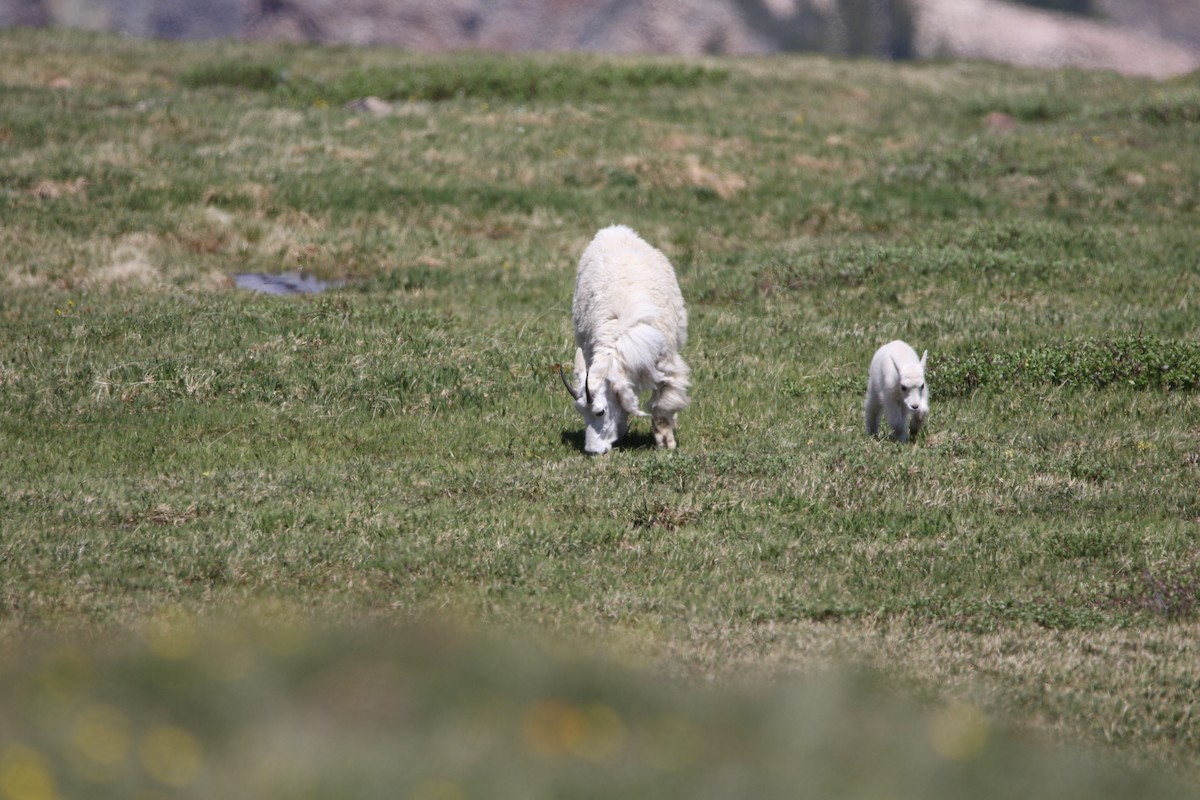 Mountain Goat - ML644064307