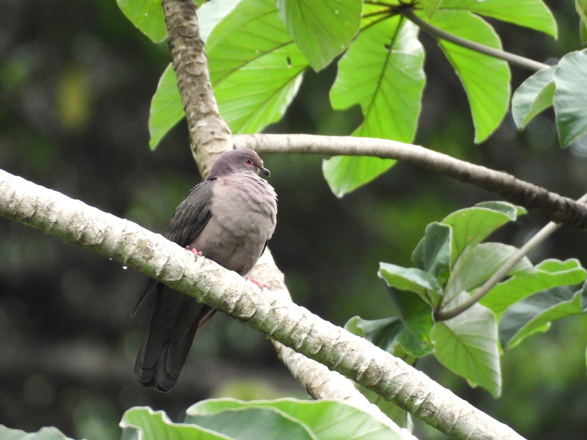 holub krátkozobý - ML644064308