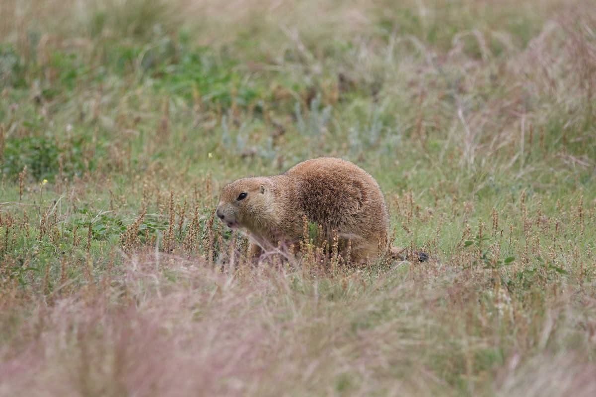 Black-tailed Prairie Dog - ML644064348