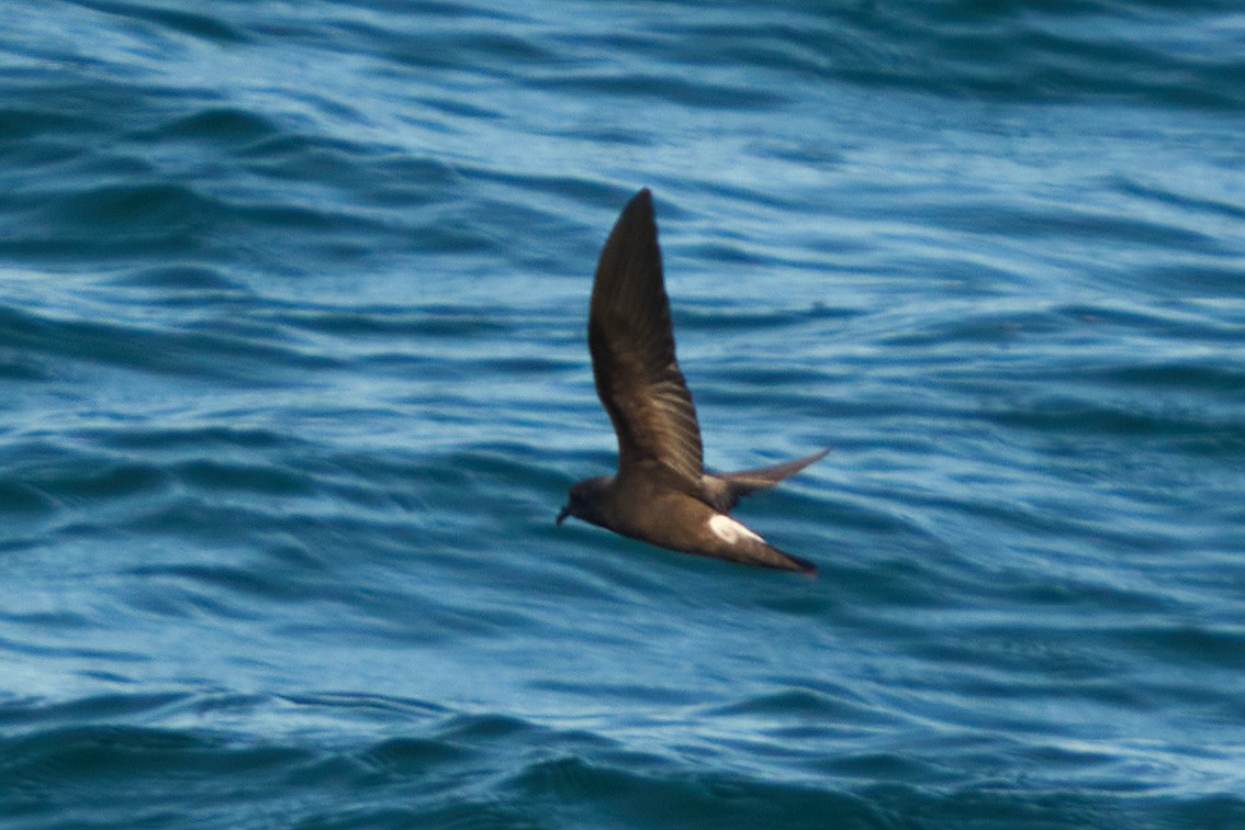 Townsend's Storm-Petrel - ML644064359
