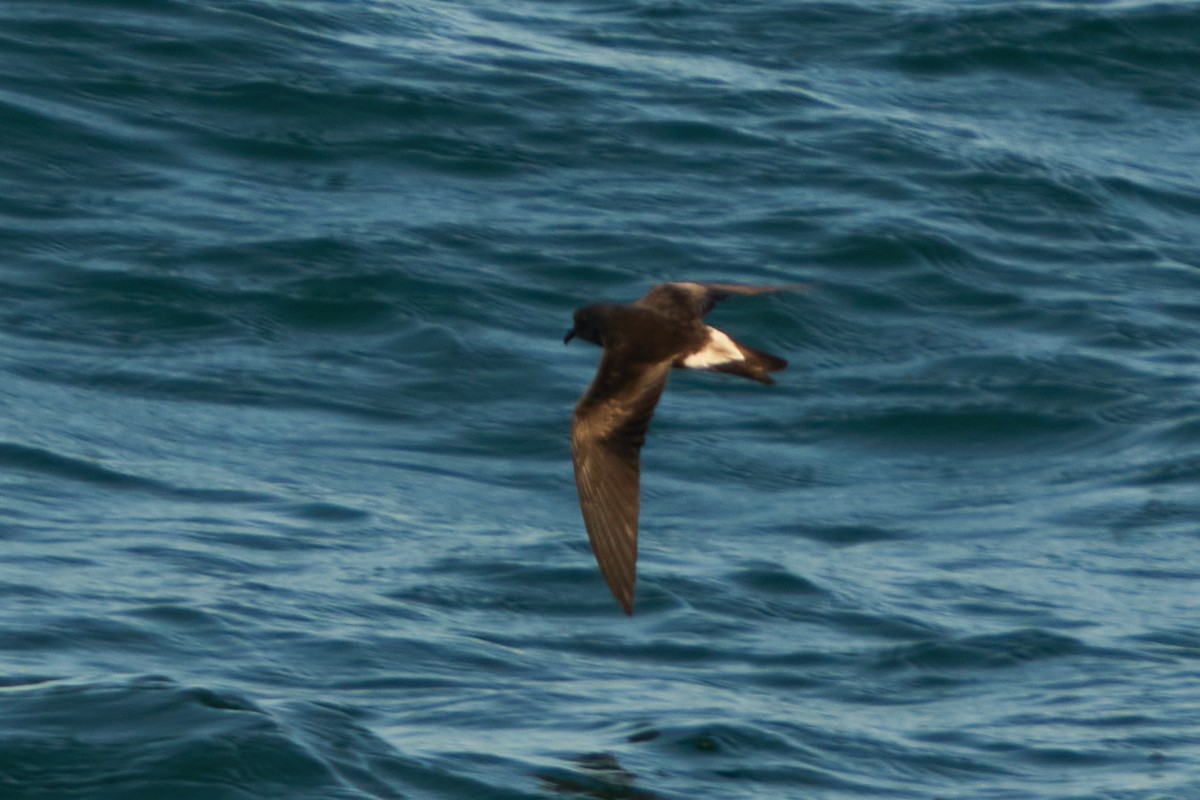 Townsend's Storm-Petrel - ML644064360