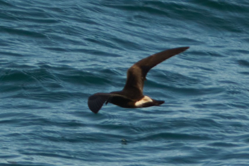 Townsend's Storm-Petrel - ML644064361