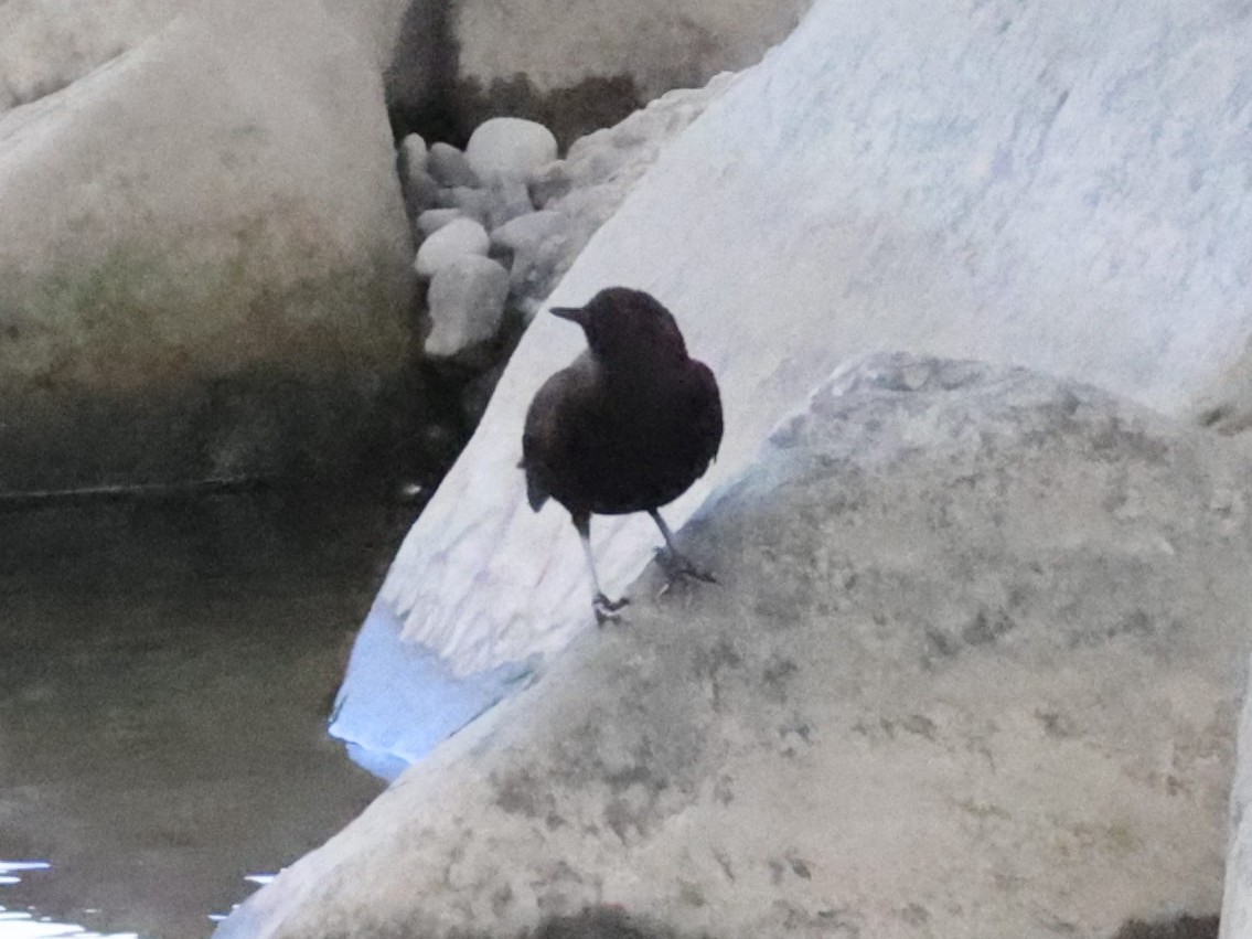 אמודאי אסייתי - ML644064372