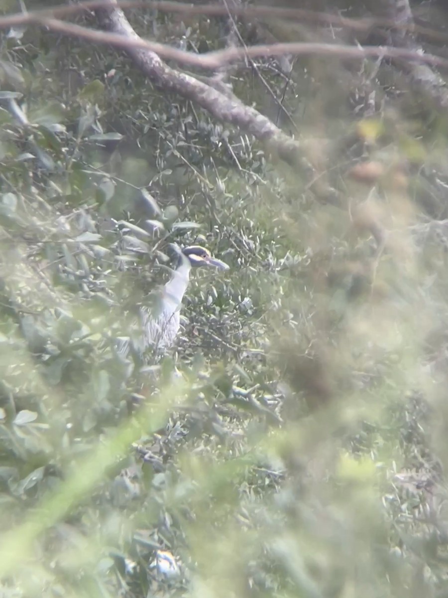 Yellow-crowned Night Heron - ML644064377