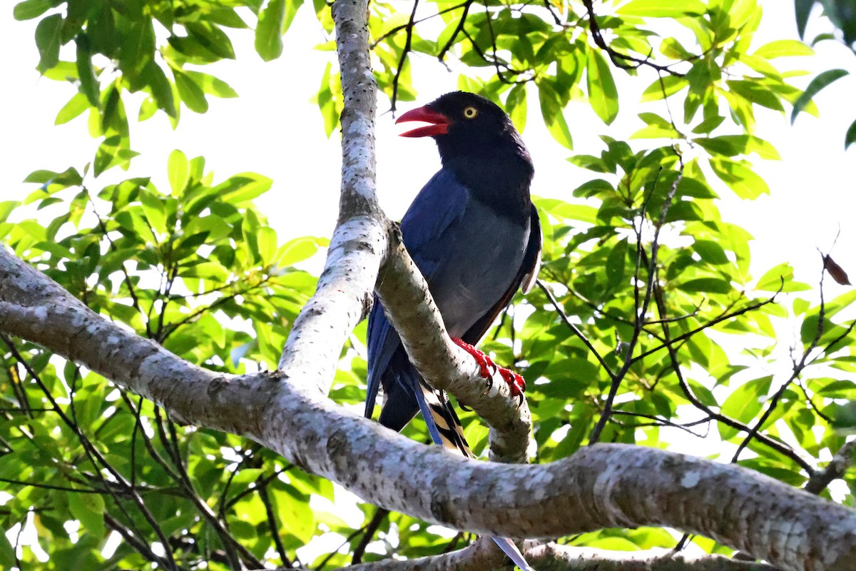 Taiwan Blue-Magpie - ML644064383