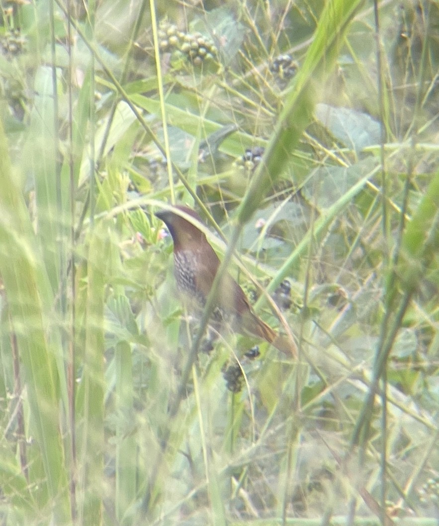 Scaly-breasted Munia - ML644064391