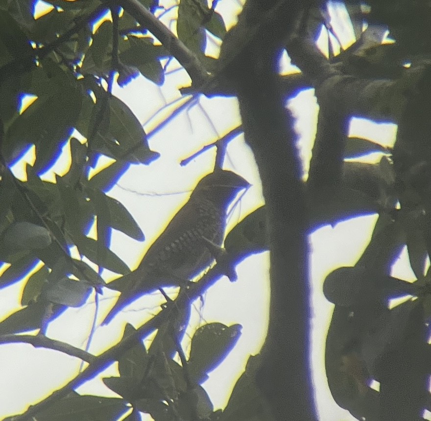 Scaly-breasted Munia - ML644064392