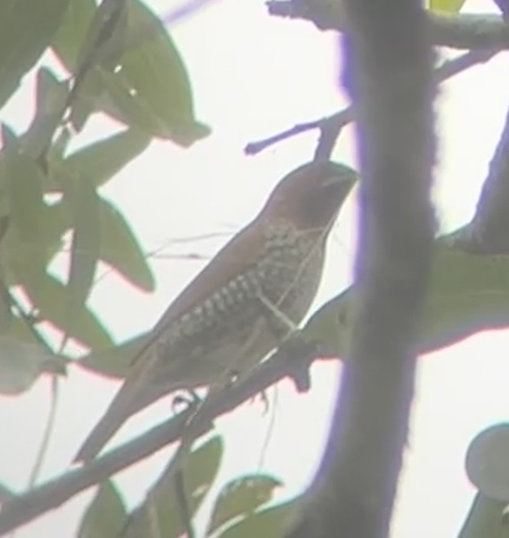 Scaly-breasted Munia - ML644064393