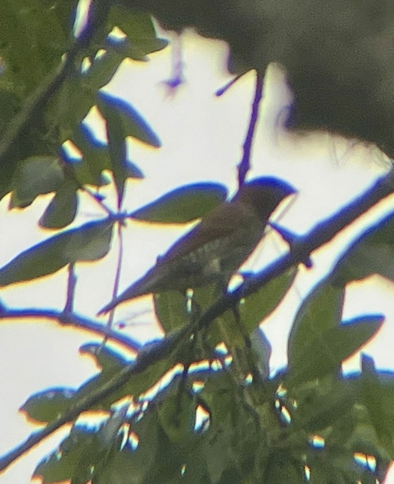 Scaly-breasted Munia - ML644064394