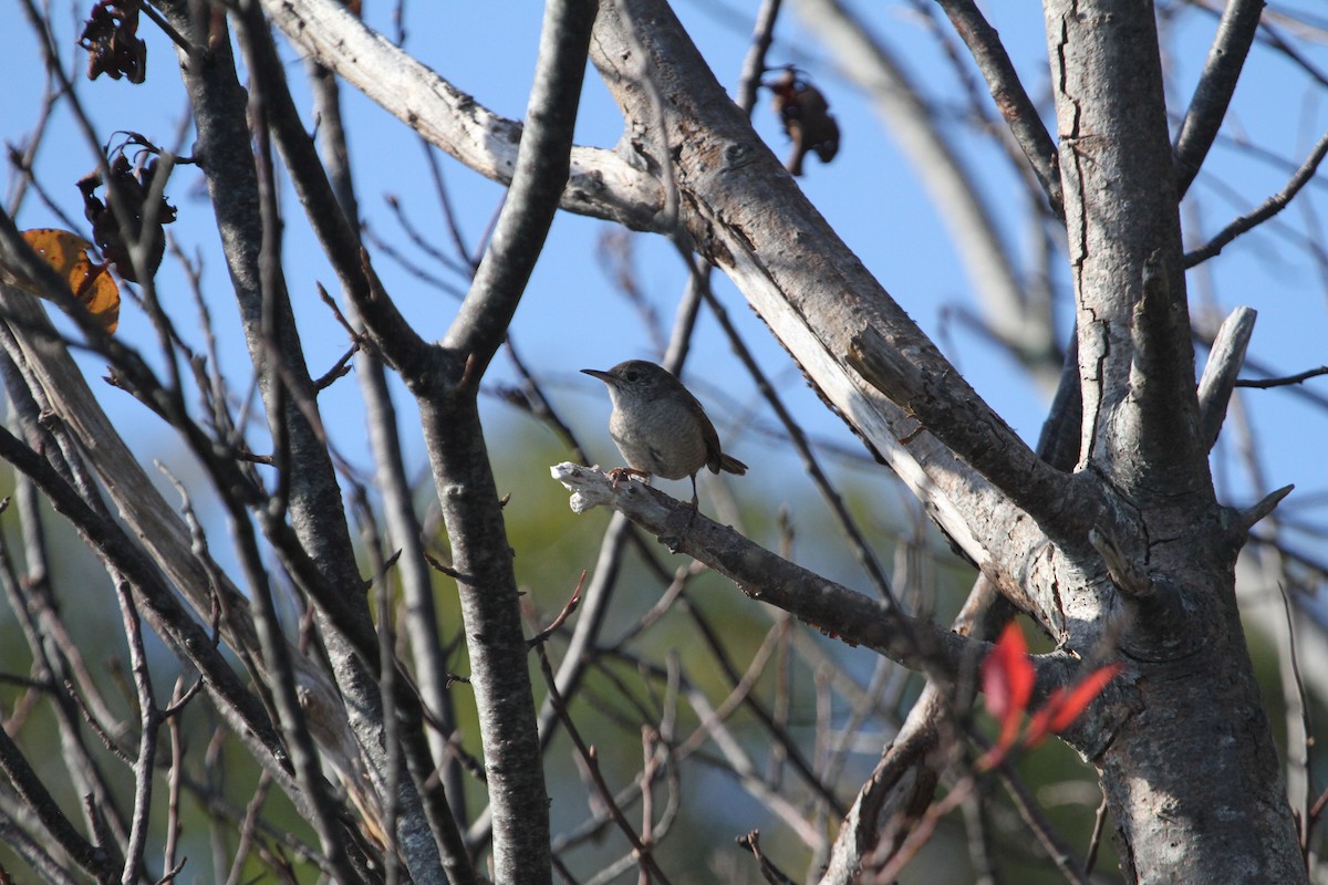 Northern House Wren - ML644064399