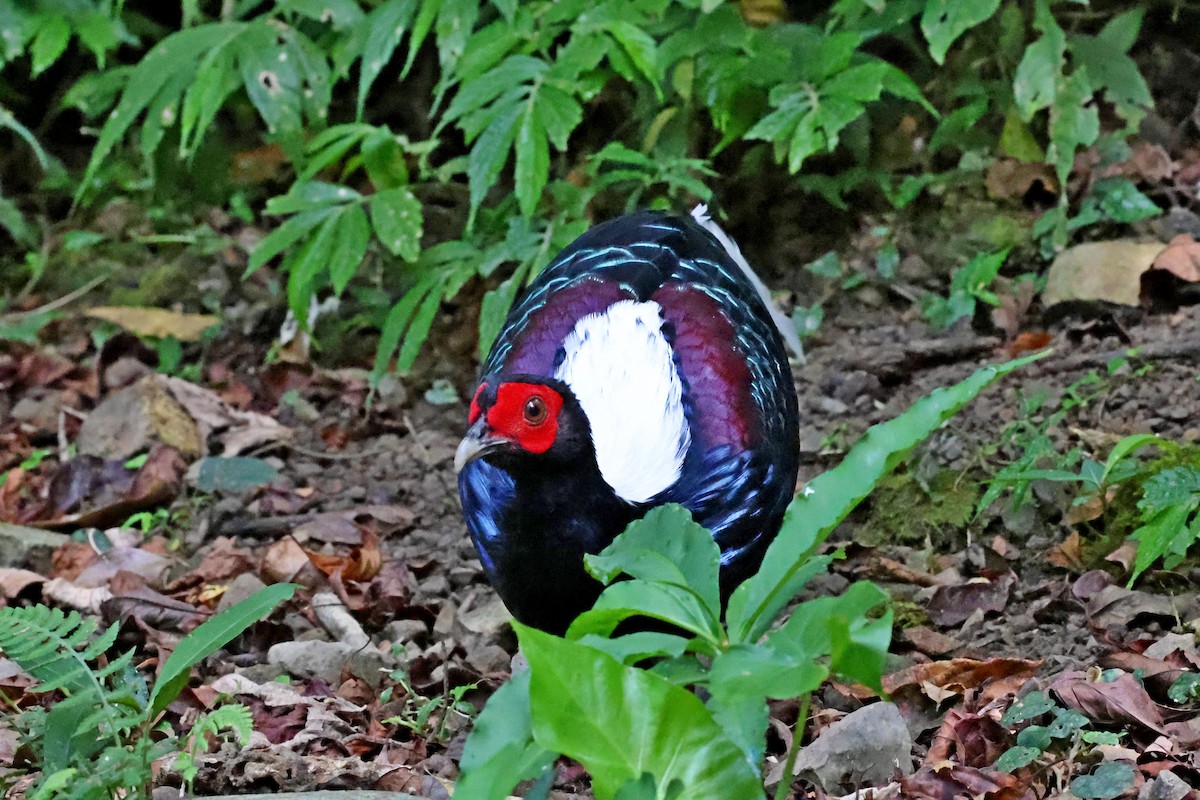 Faisan de Swinhoe - ML644064401