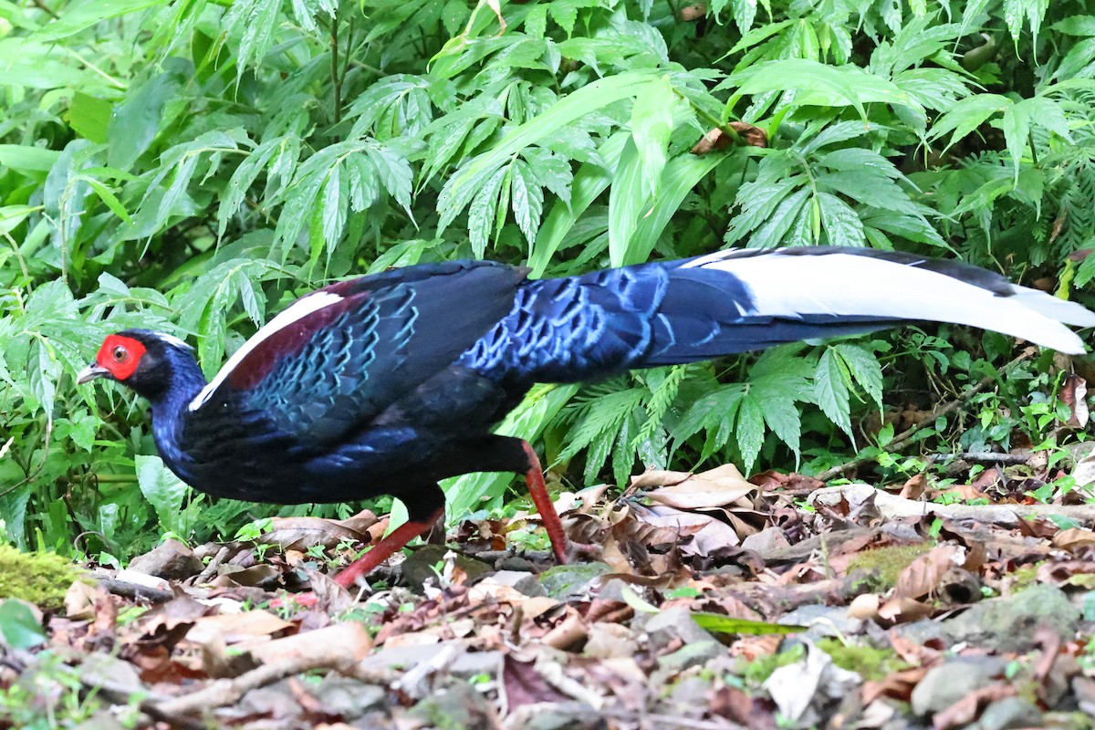 Faisan de Swinhoe - ML644064402