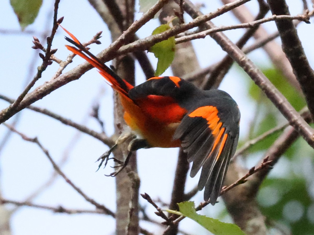 gråhakemønjefugl - ML644064428