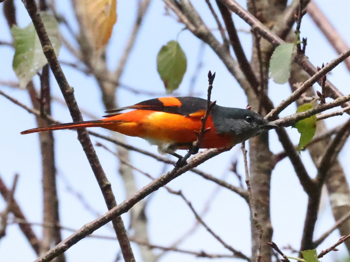 gråhakemønjefugl - ML644064429