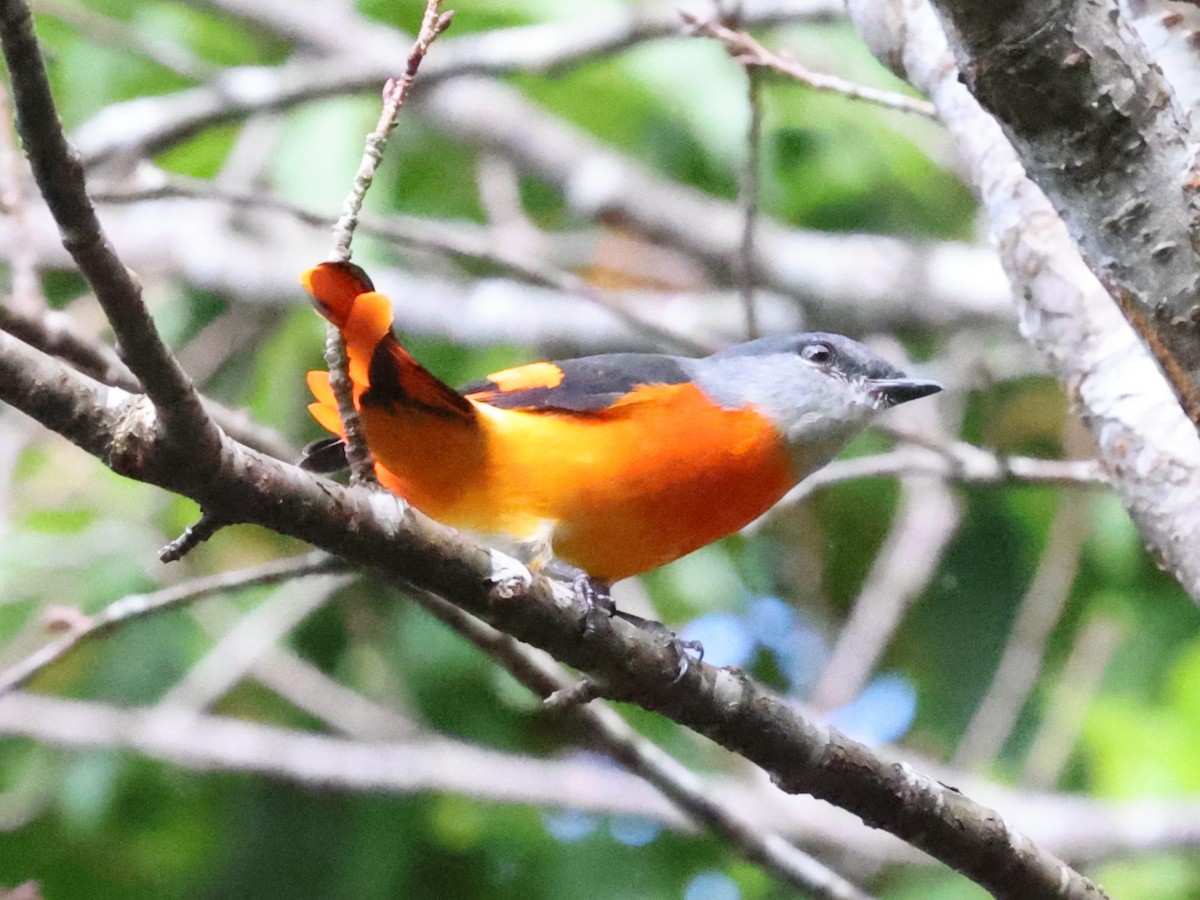 gråhakemønjefugl - ML644064430