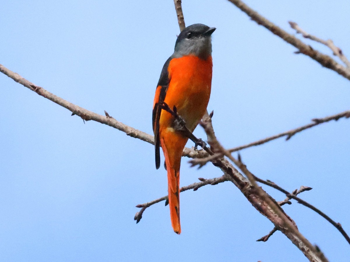 gråhakemønjefugl - ML644064431