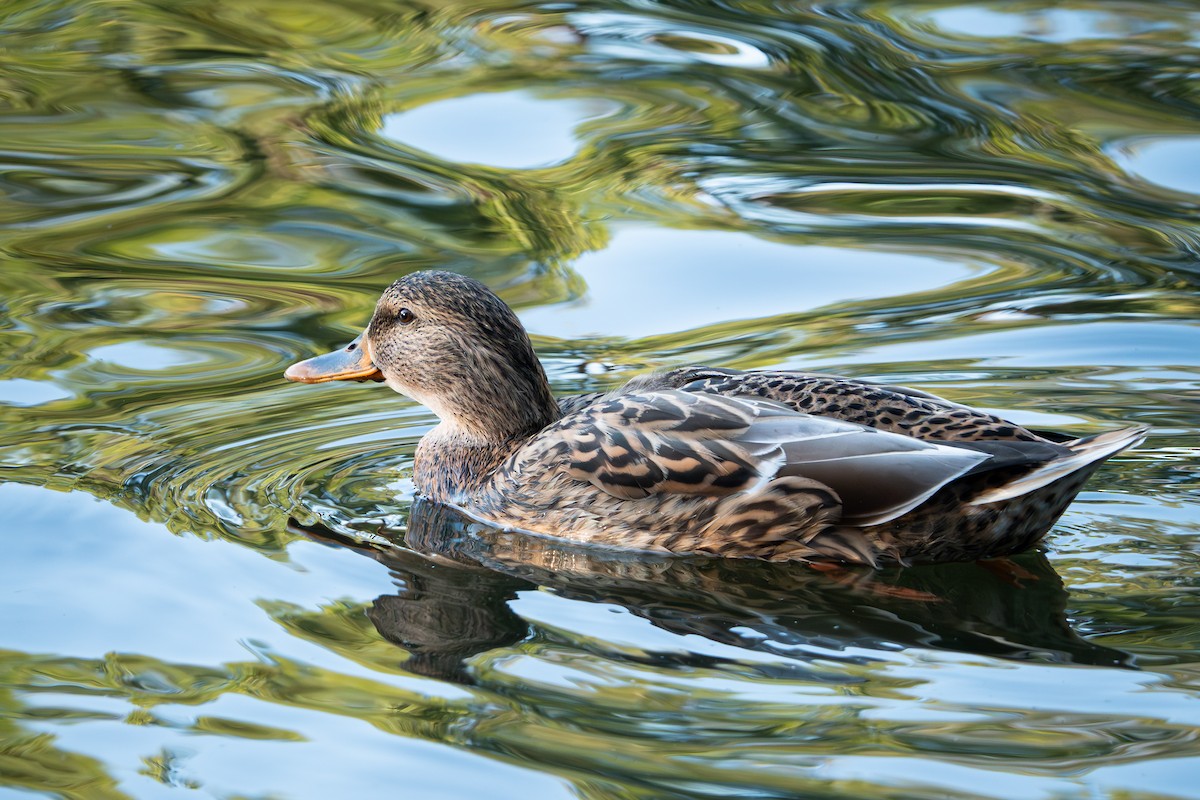 Зэрлэг нугас - ML644064433