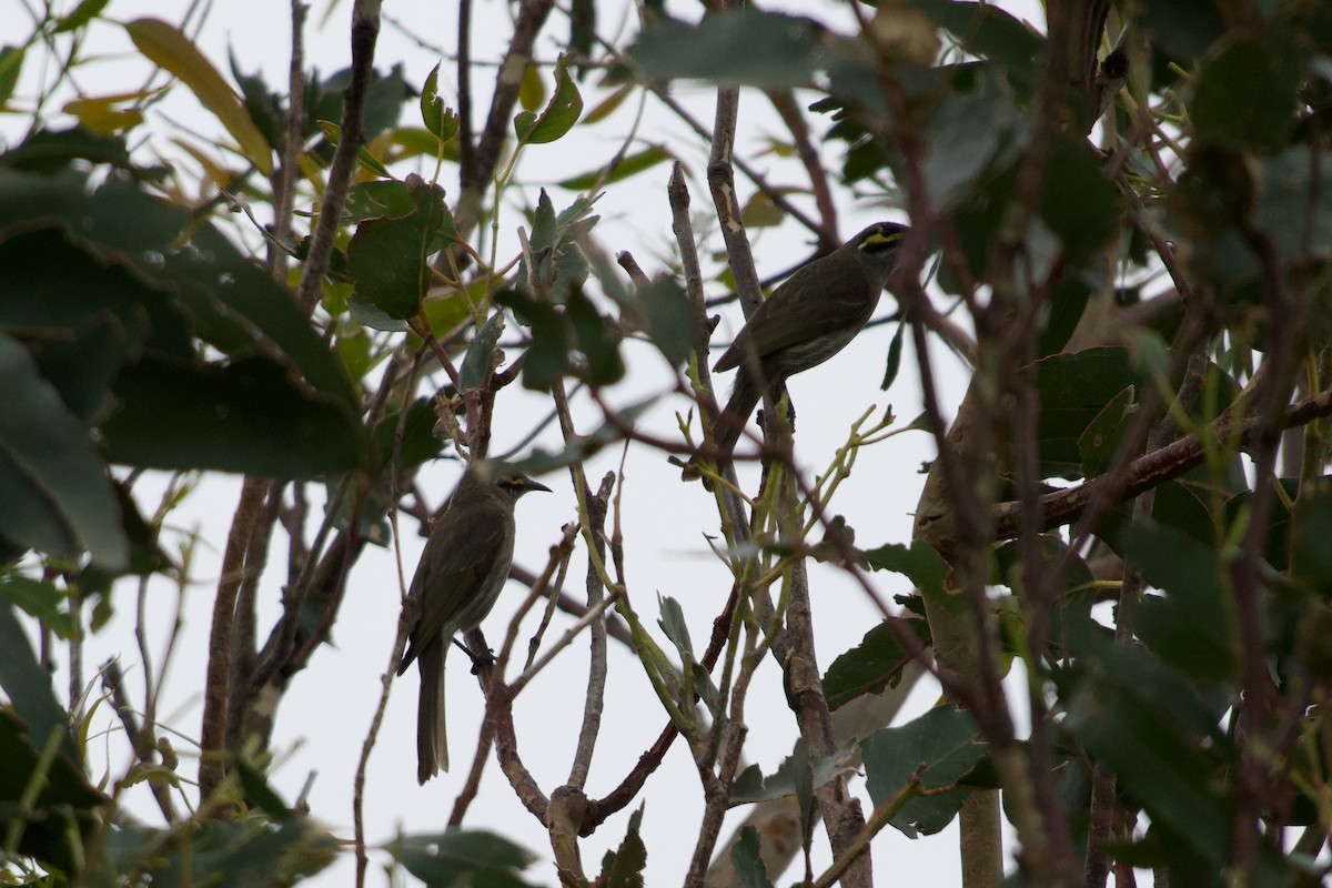 Yellow-faced Honeyeater - ML644064436