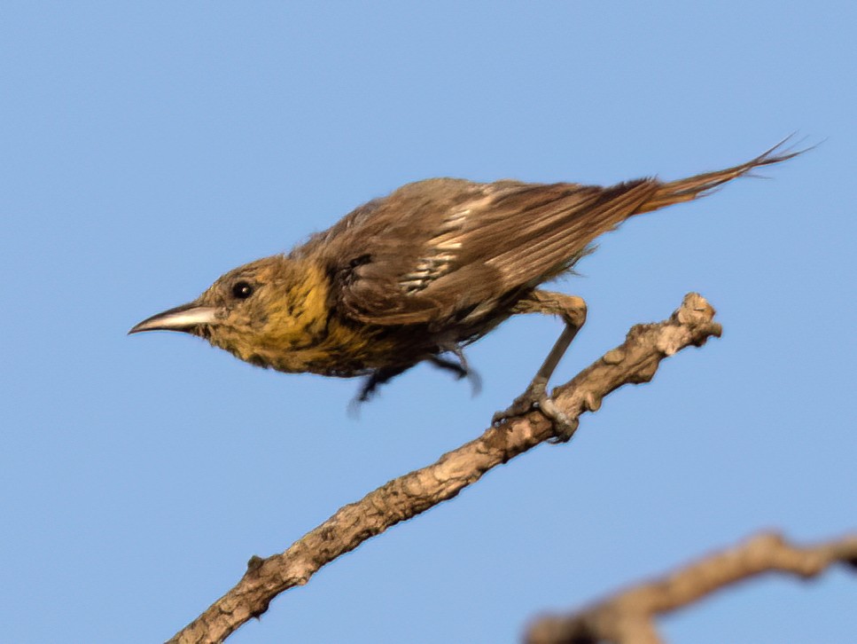 palmetrupial - ML644064443