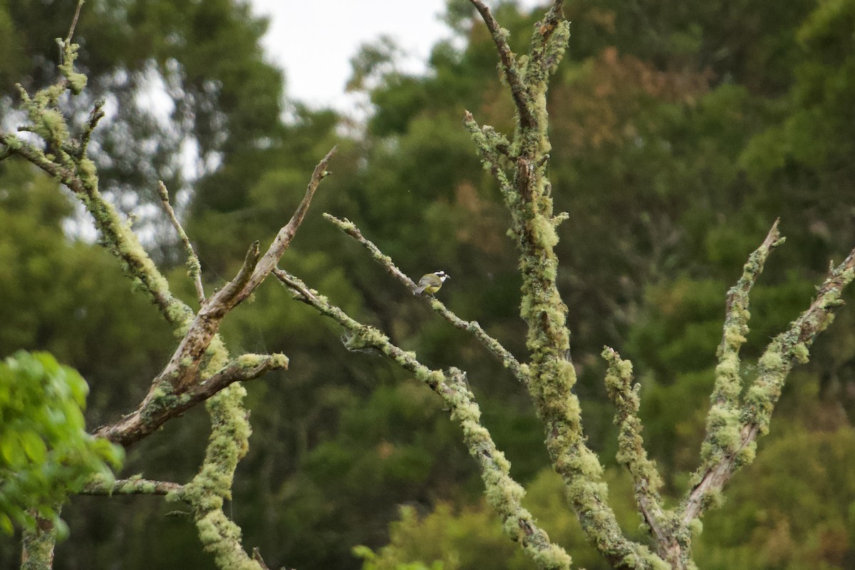 Eastern Shrike-tit - ML644064448