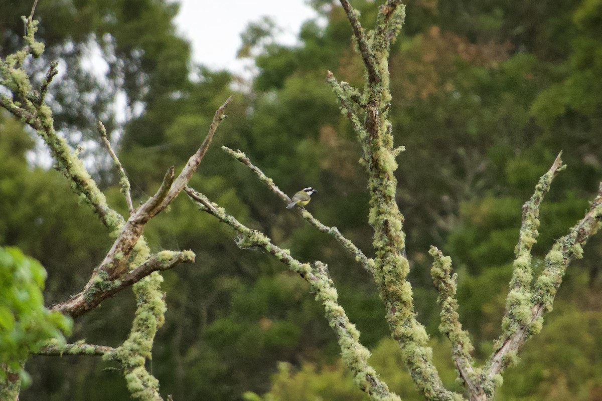 Eastern Shrike-tit - ML644064449