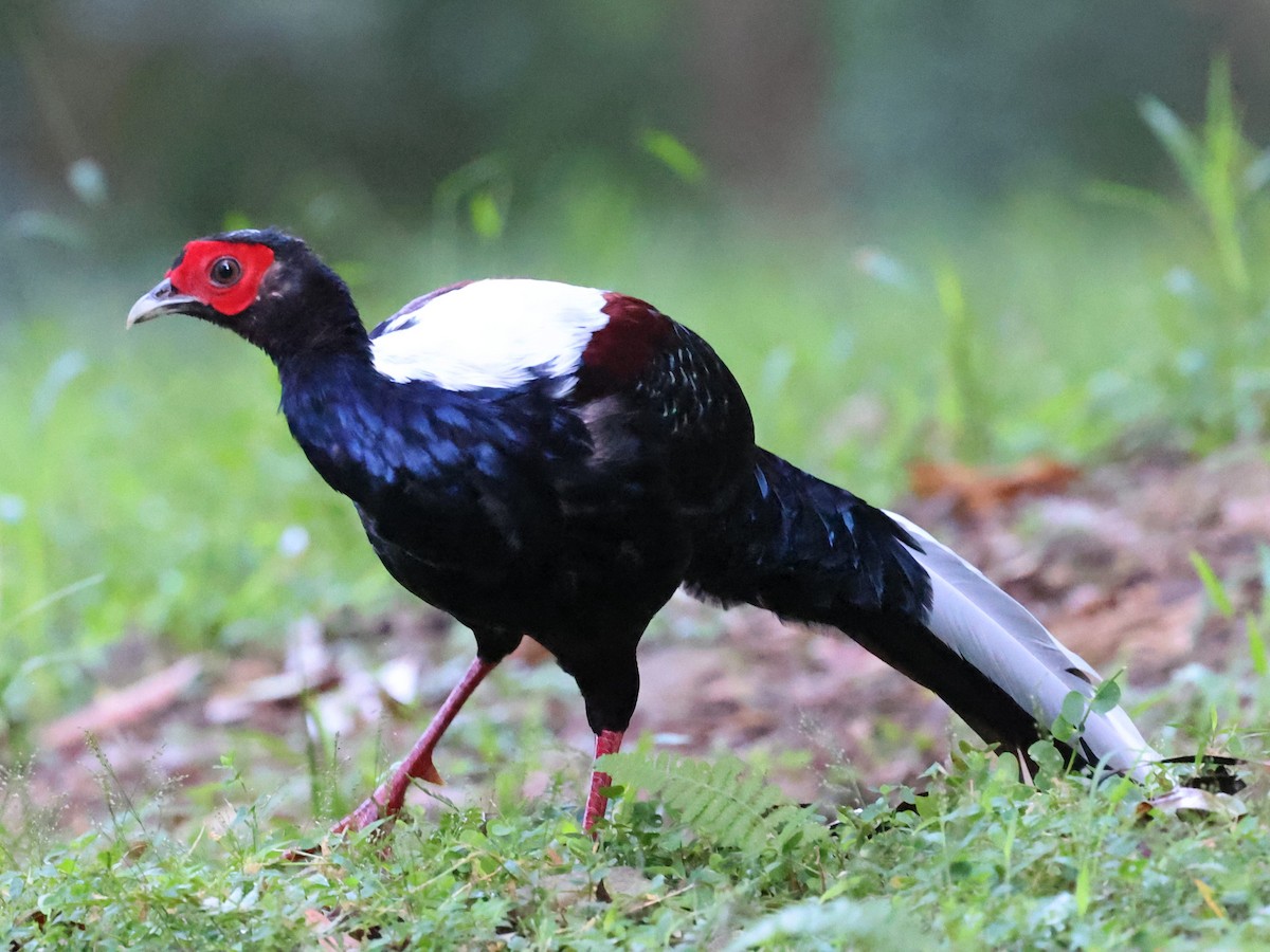 Faisan de Swinhoe - ML644064453