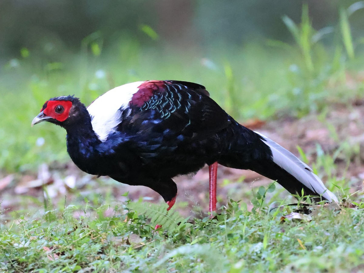 Faisan de Swinhoe - ML644064454