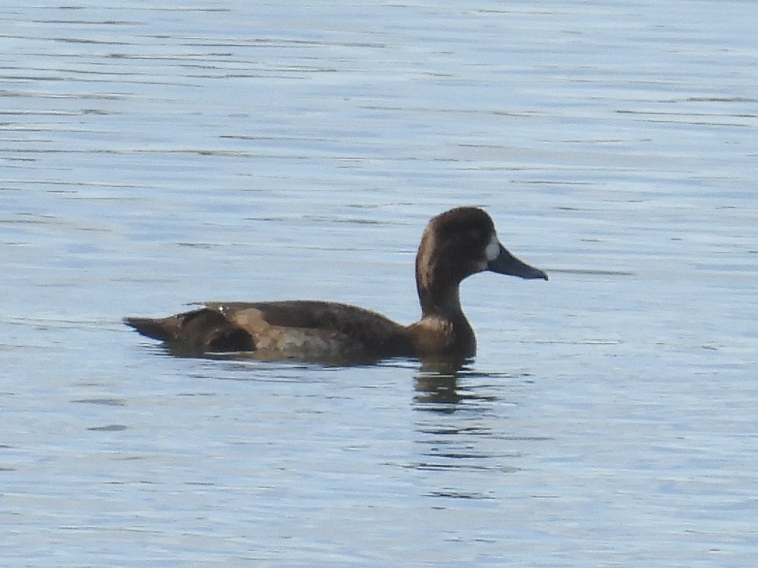 צולל ימי - ML644064511