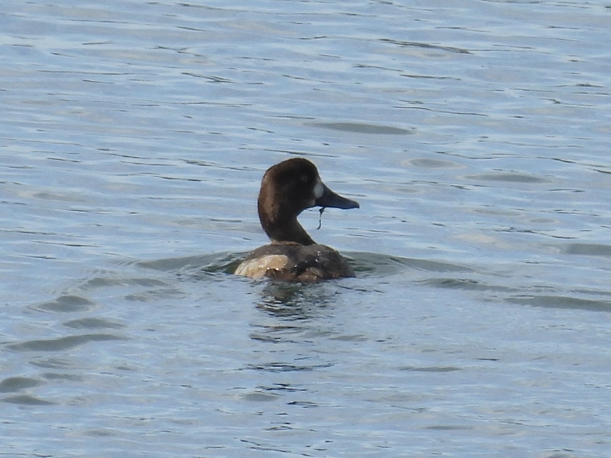 צולל ימי - ML644064512