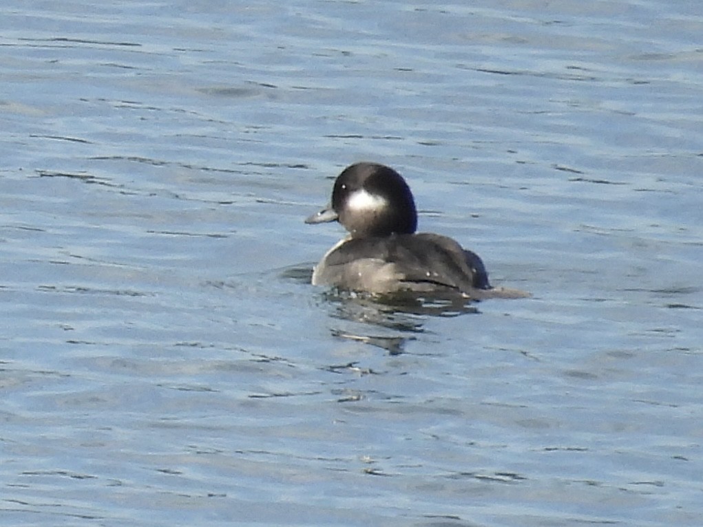 עבראש לבנוני - ML644064516