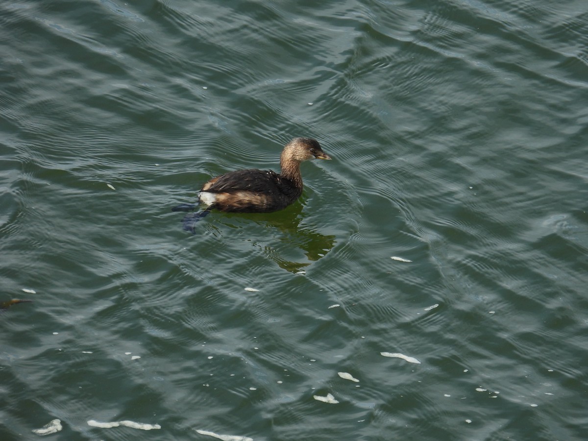 טבלן עקוד-מקור - ML644064532
