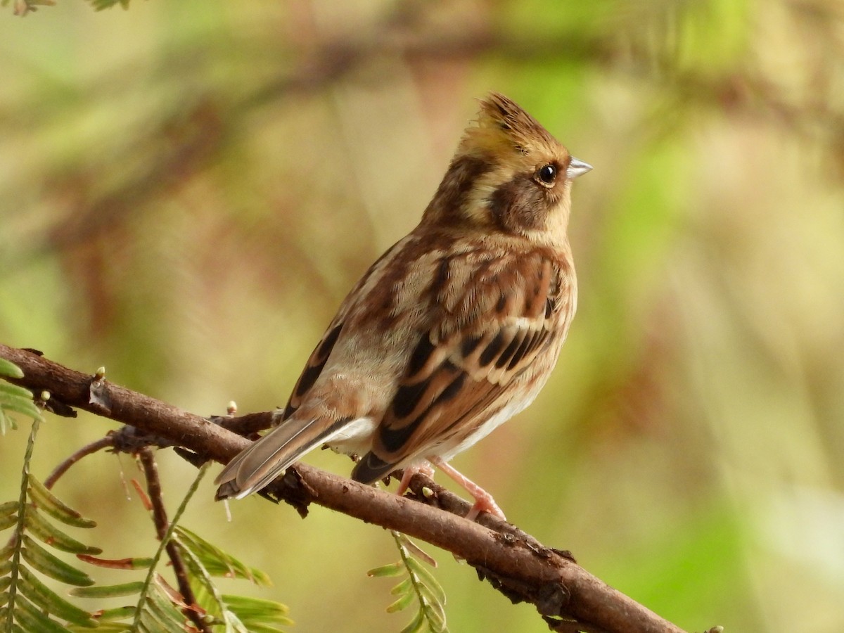 Yellow-throated Bunting - ML644064535