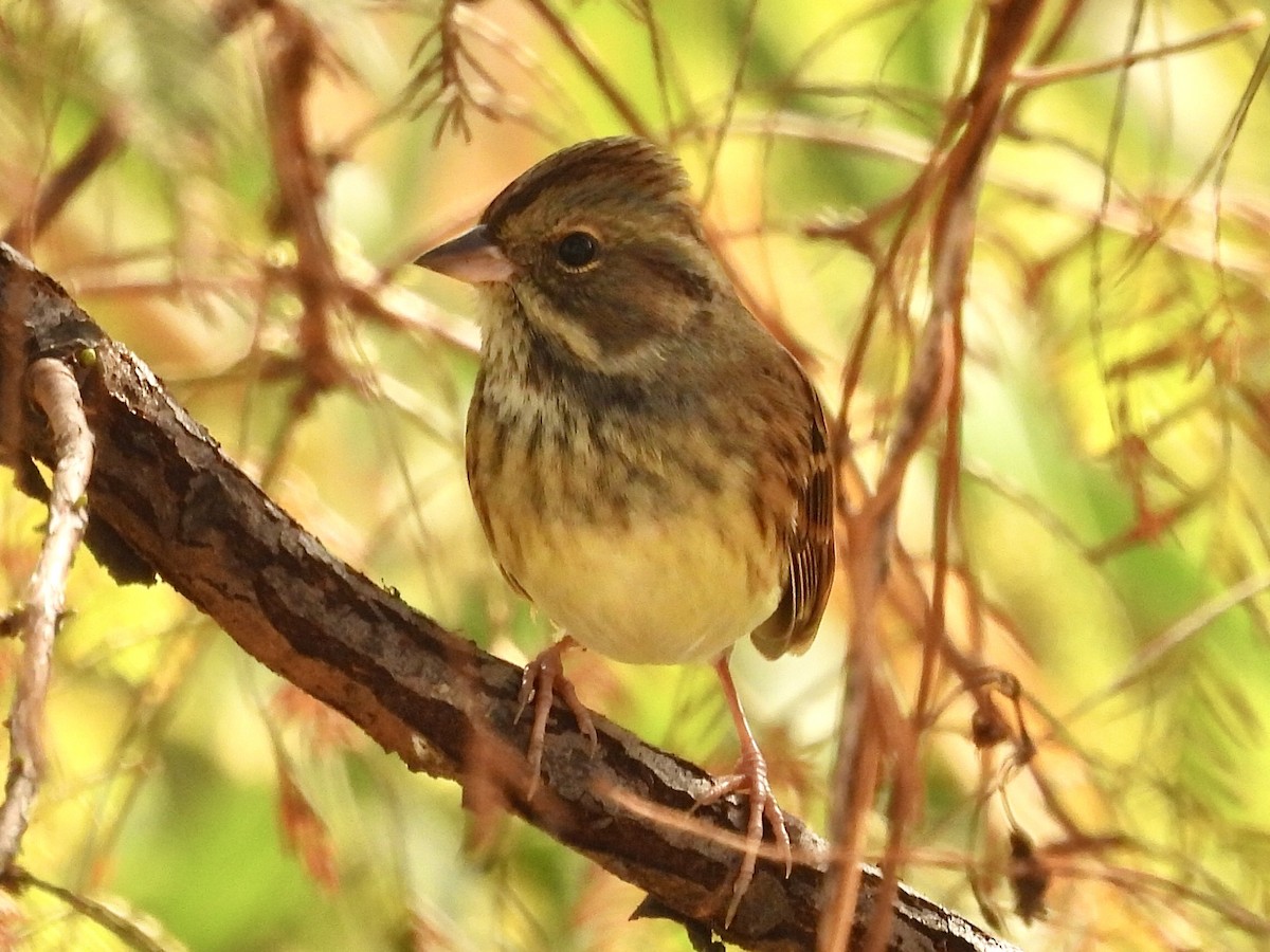 Black-faced Bunting - ML644064538