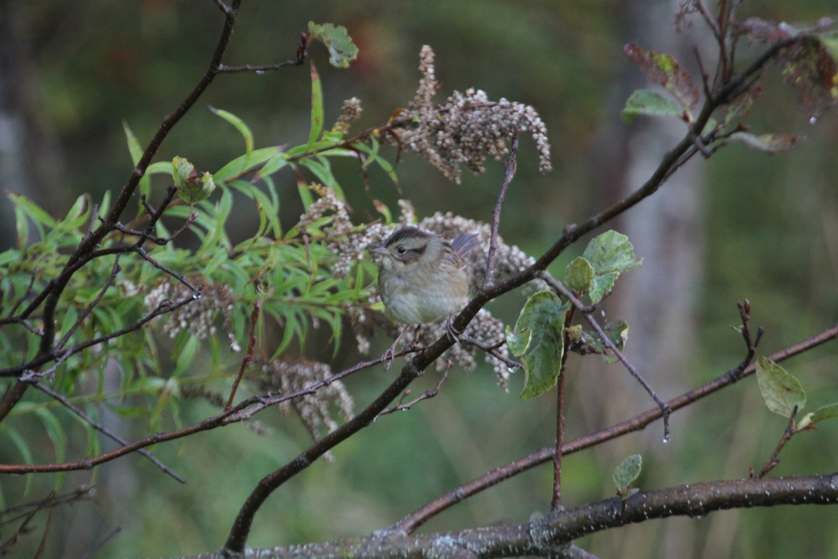 Swamp Sparrow - ML644064540