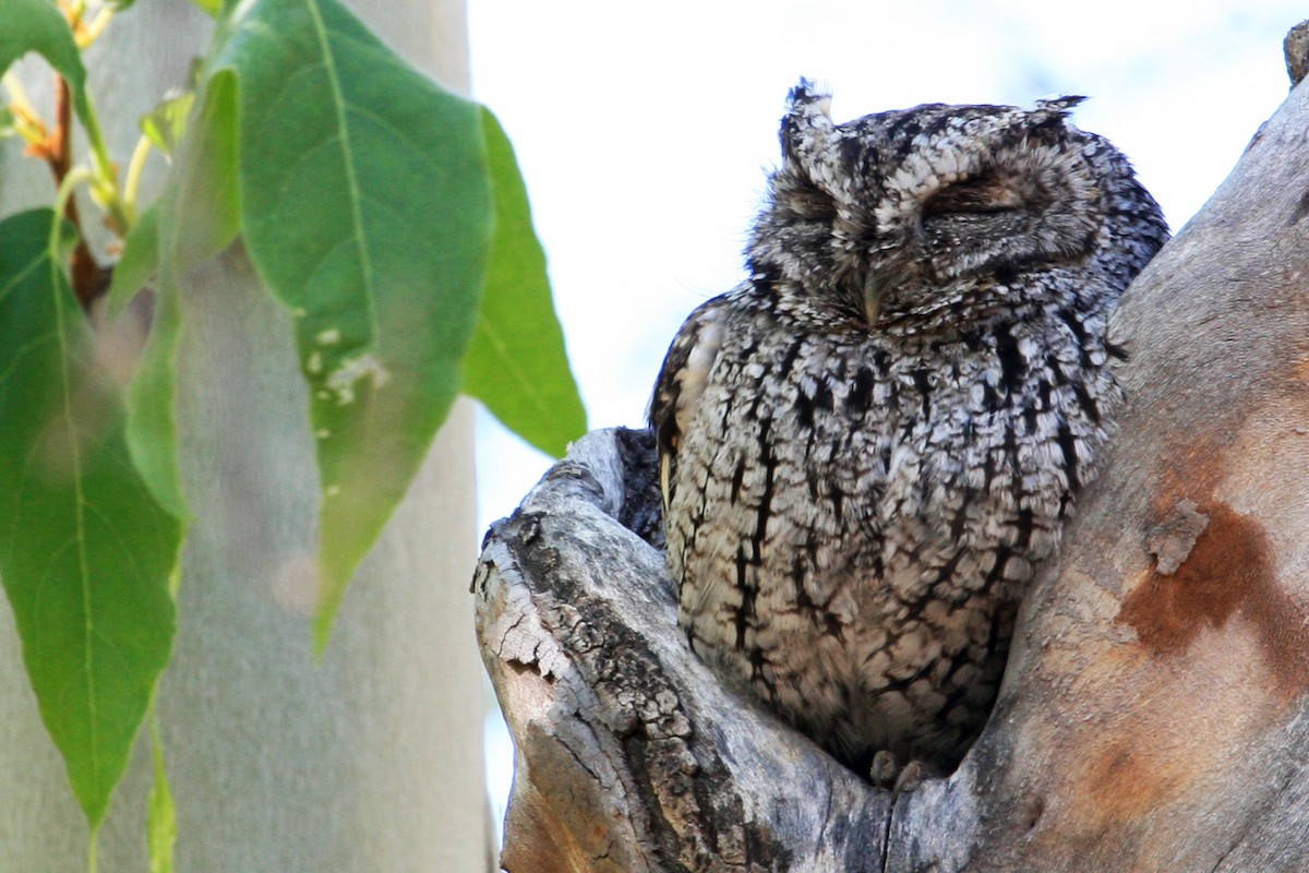 Whiskered Screech-Owl - ML644064541