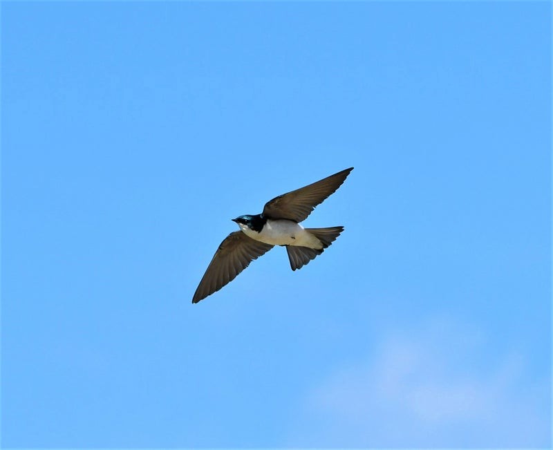 Tree Swallow - ML644064550