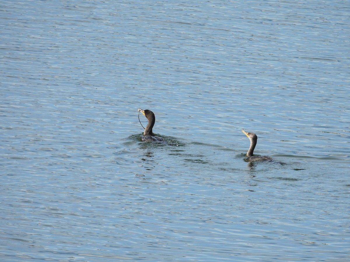 קורמורן אמריקני - ML644064551