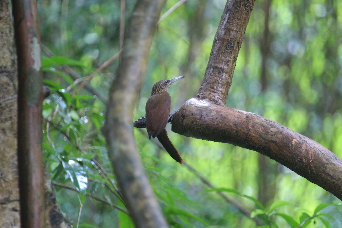 Cocoa Woodcreeper - ML644064563