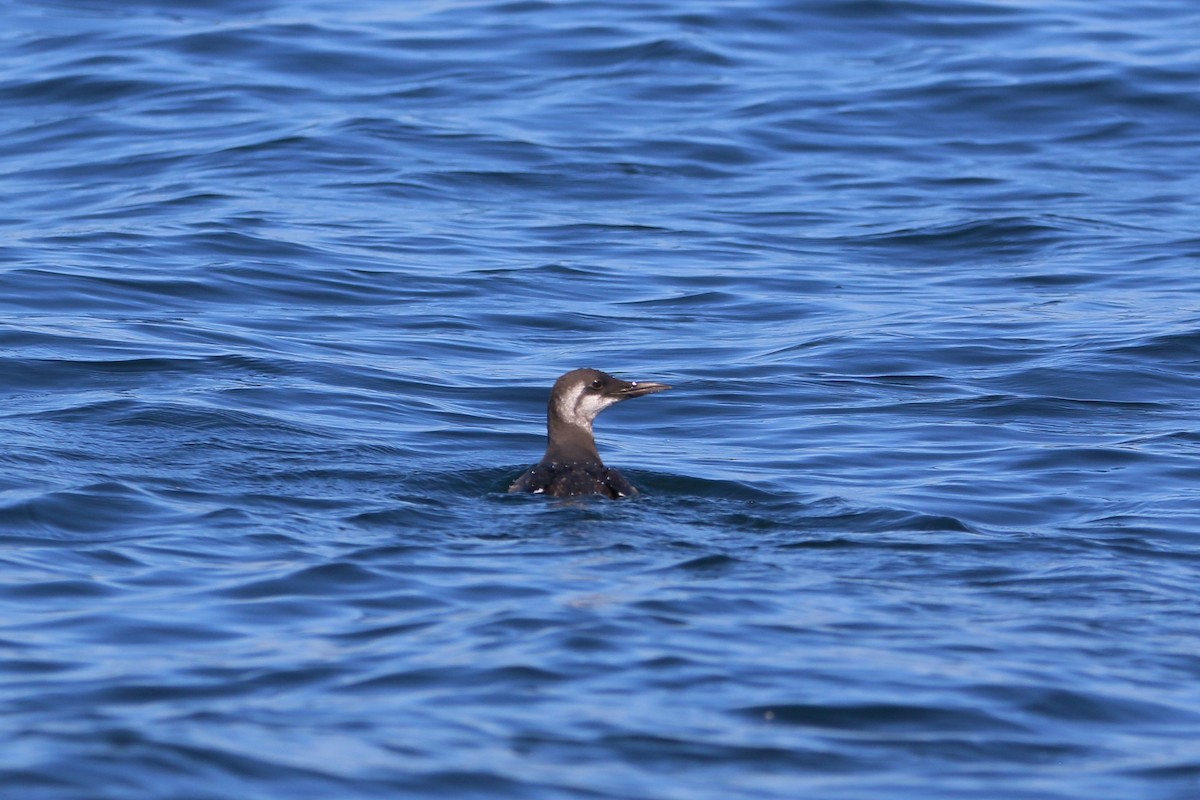 Common Murre - ML644064577
