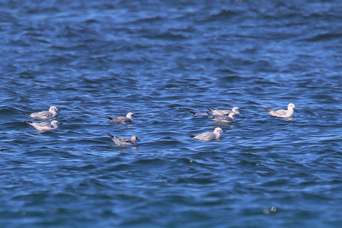 Bonaparte's Gull - ML644064581