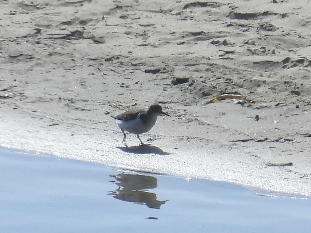 ביצנית נקודה - ML644064582