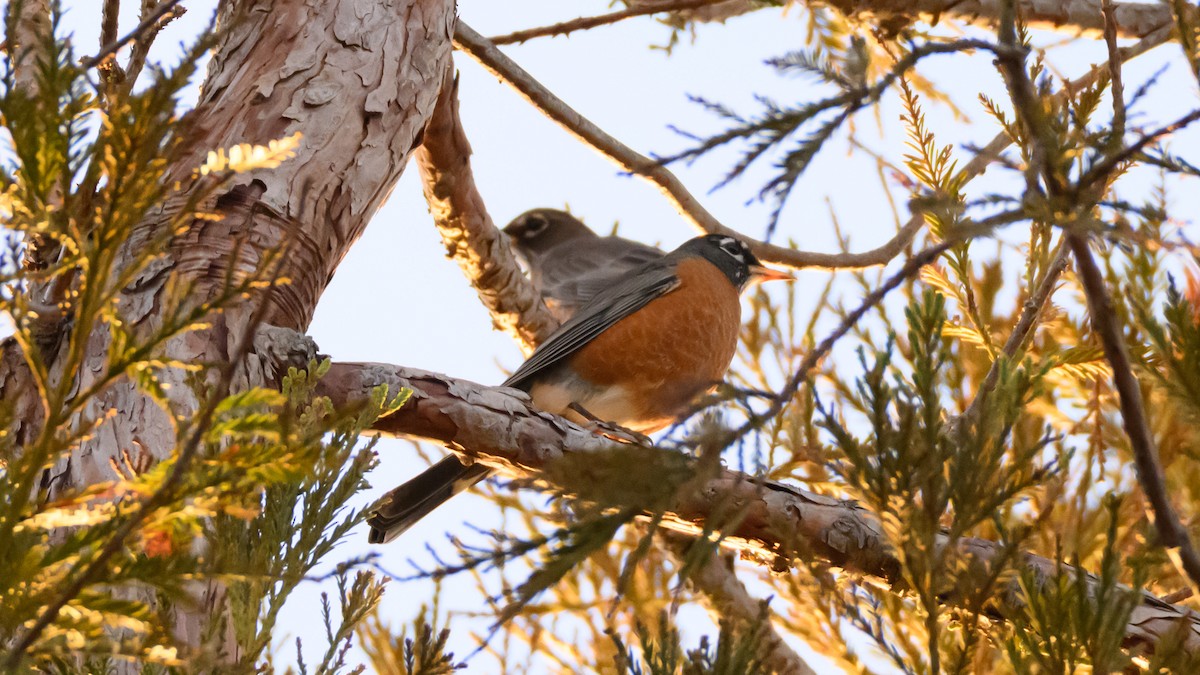 American Robin - ML644064615