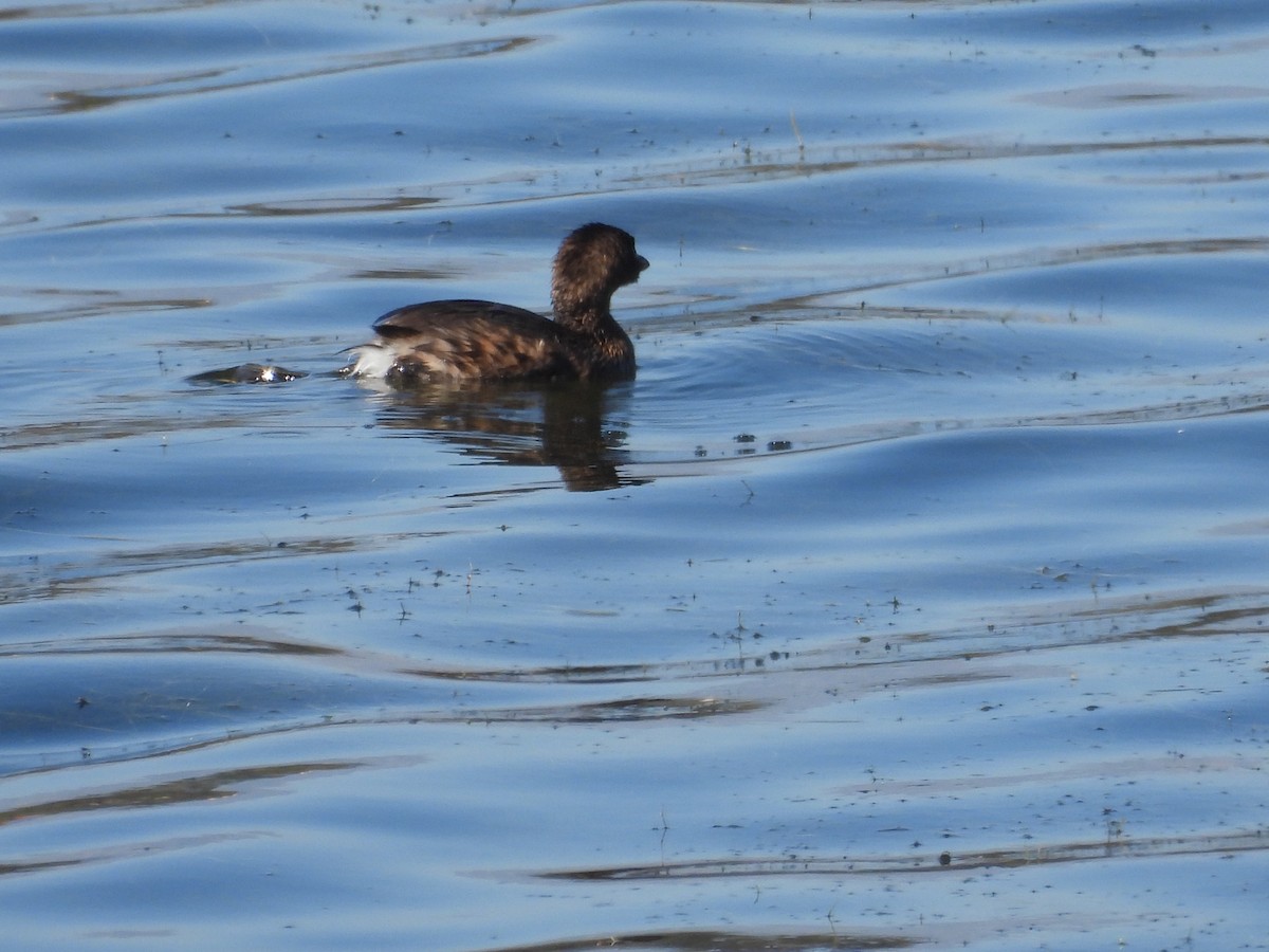 Pied-billed Grebe - ML644064617